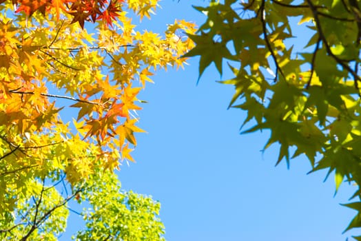 Autumn maple leaves on a nice sunny day, sky in the background