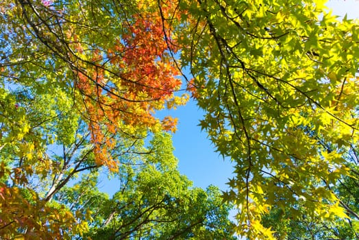 Autumn maple leaves on a nice sunny day, sky in the background