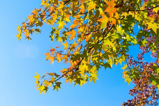 Autumn maple leaves on a nice sunny day, sky in the background