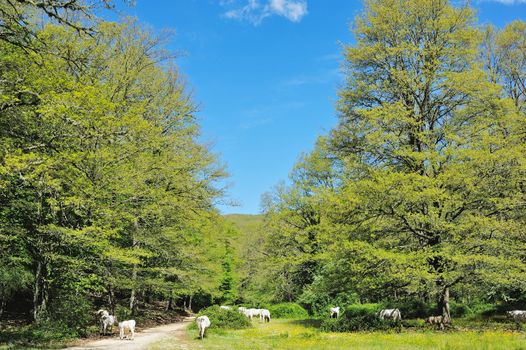 Herd of italian cows grazing in the forest