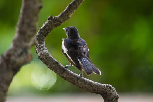 Pied Fantail Rhipidura javanica, on the tree