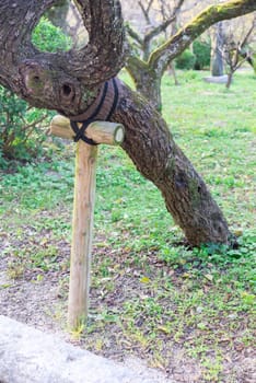 tree supporter in the park using rope and wood