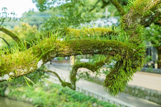 many green parasitic on tree trunk look abundant natural