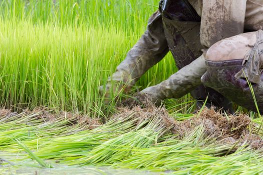 Farmer Rice farming, closeup, motion blur, thailand.