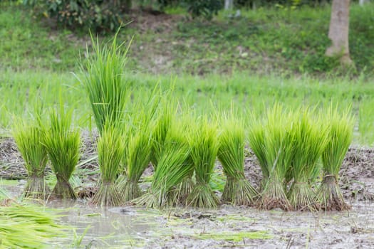 Rice plantation in thailand, preparing for farming, in thailand.