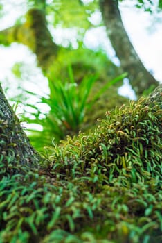 many green parasitic on tree trunk look abundant natural