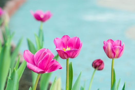 Beautiful pink tulip flower in field plantation