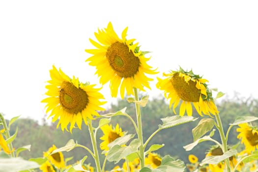 Beautiful yellow flower, Sunflower in field plantation