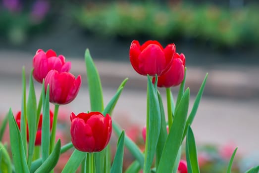 Beautiful red tulip flower in field plantation