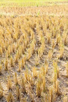 Rural field at pai district, Mae Hong Son Province,Thailand.