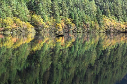 reflection of tree on mirror lake at Jiuzhaigou, Sichuan, China