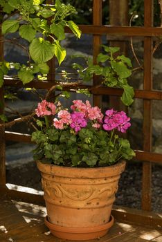 Pink pelargonium in a rustic terracotta pot under a pergola in partial shadow and partial sunshine.Vertuical image