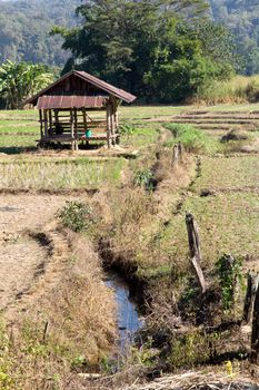 Traditional farming.Rural field at pai district, Mae Hong Son Province,Thailand.