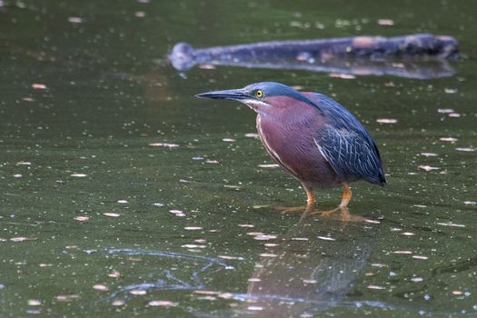 Green Heron hunting on water in his habitat