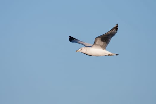 Seagull in flight looking for a meal.