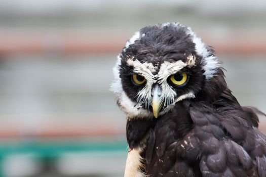 Spectacled owl looking closely at the camera.