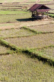 Traditional farming.Rural field at pai district, Mae Hong Son Province,Thailand.