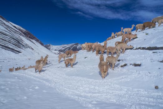 Fury domestic alpacas on snow in high altitudes in peruvian Andes, south America