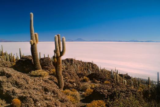Huge cactuses growing near white salt planes Salar de Uyuni in Bolivia