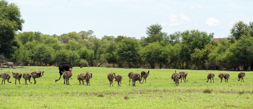 An Ostrich herd grazing at the Gaborone Game Reserve in Gaborone, Botswana