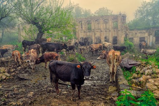 Livestock in front of ruins of house in mountainous Karabakh destroyed by war