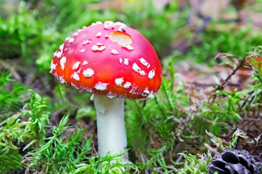 Among the green of the moss and fallen leaves grow beautiful red mushroom toadstool.