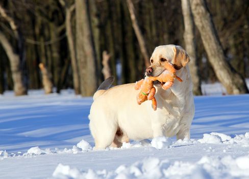 yellow labrador in the snow in winter running with an orange toy