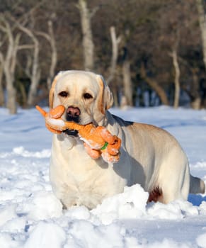 yellow labrador in the snow in winter running with an orange toy portrait