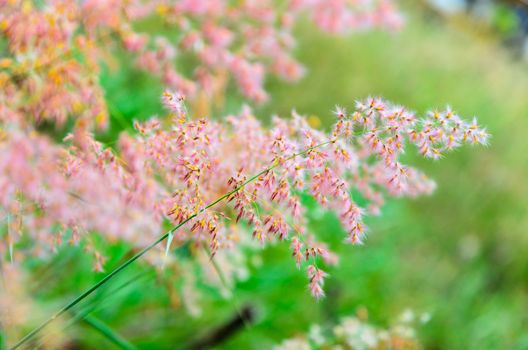 Beautiful pink flower of Melinis repens or Rose Natal Grass