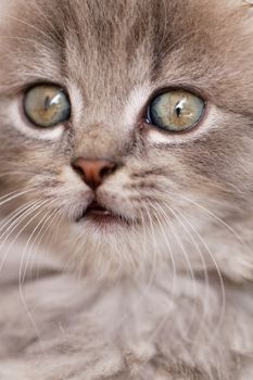 A beautiful green eyed kitten looks up at the camera