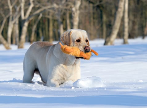 yellow labrador in the snow in winter with an orange toy close up