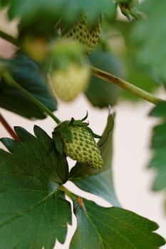 Unripe strawberry in a farm with a concrete background