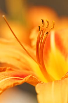 Beautiful macro photo of an orange lily