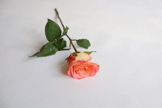 Single coral rose stem on white