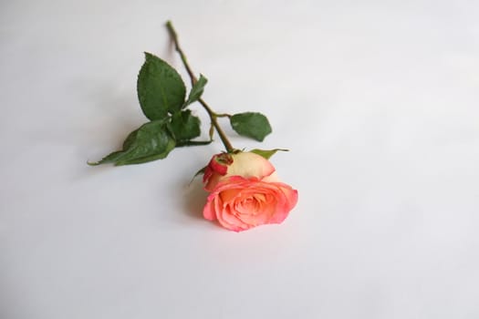 Single orange rose stem on white
