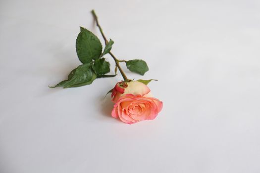 Single coral rose stem on white