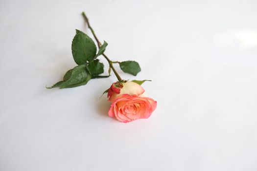 Single coral rose stem on white