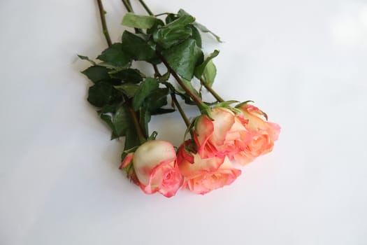 Bouquet of coral roses on white