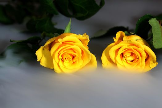Yellow roses in the mist