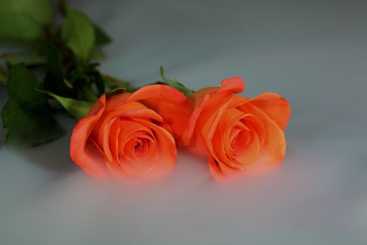 Orange roses in the mist