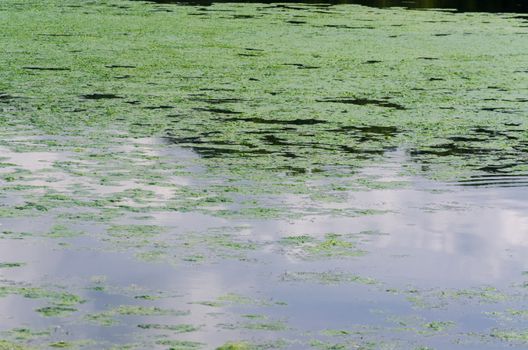 Turbid polluted water of a lake caused by algae and oxygen deficiency.