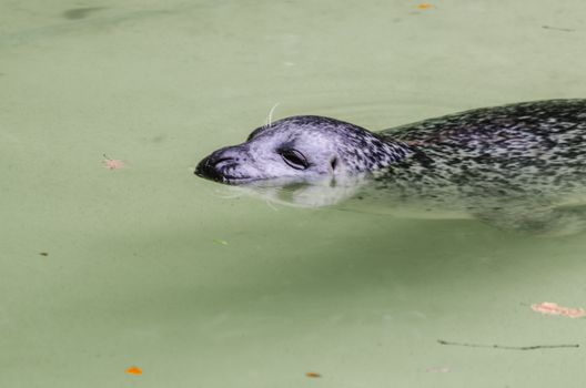 Seals are aquatic mammals large. In professional circles water predators or pinniped called.