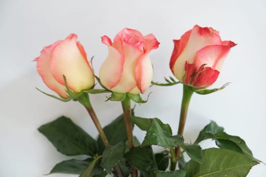 Three pink roses against white