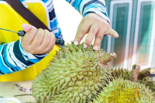 hands of woman removing durian peel.