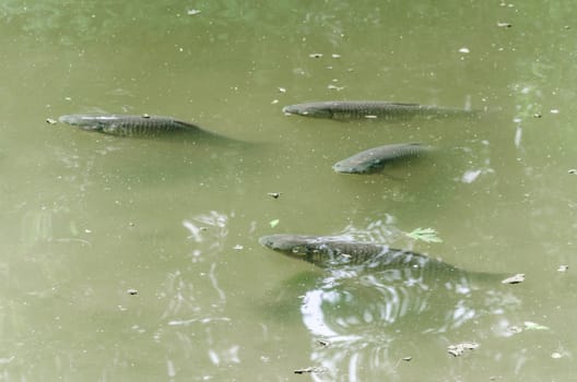 Carp Koy, Koi Carp, Fish in a pond with views of the green water.