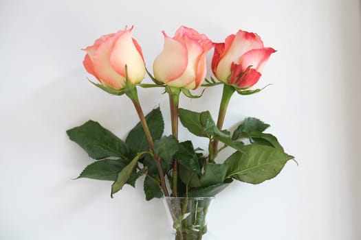 Pink long stem roses in a vase
