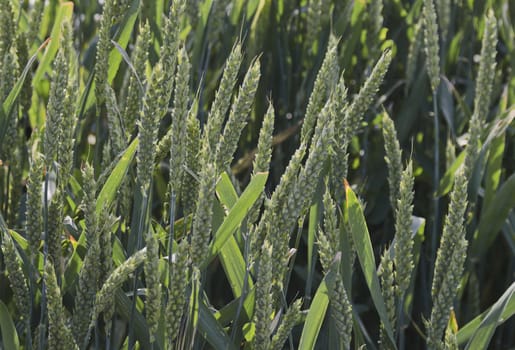 Summer-time view with wheat field close up, Ludogorie, Bulgaria