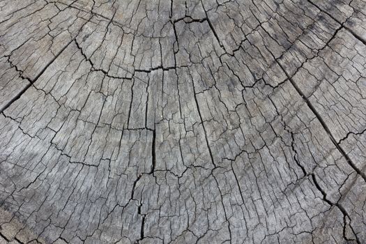grey texture of tree stump