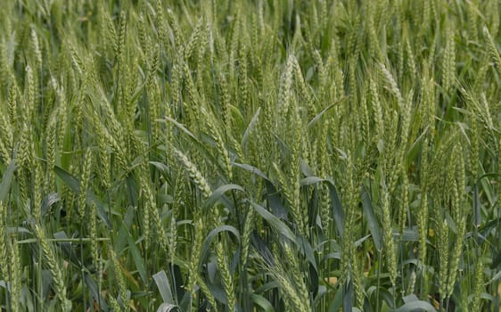 Summer-time view with wheat field close up, Ludogorie, Bulgaria