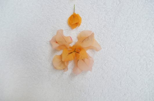 Orange flower petal design on white